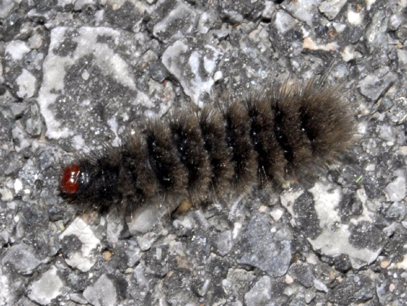 Un bruco bruco con testa rossa - da determinare - Amata phegea, Erebidae Arctiinae